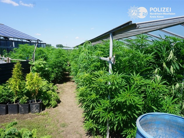 POL-KLE: Kevelaer-Winnekendonk - Hanfplantage in Gewächshäusern entdeckt / Hanfpflanzen sichergestellt