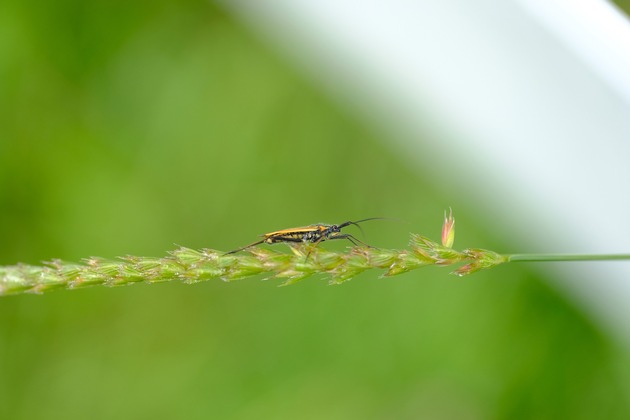 Neonikotinoide: Gefahr für Biodiversität höher als gedacht