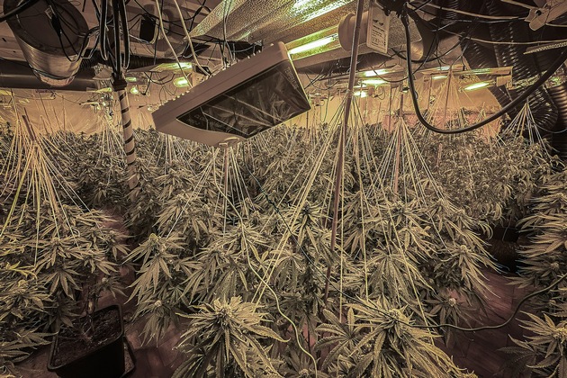 POL-UN: Kamen / Bergkamen - Polizeiaktion in Kamen und Bergkamen: Fünf Festnahmen, Waffen und Cannabisplantage sichergestellt!