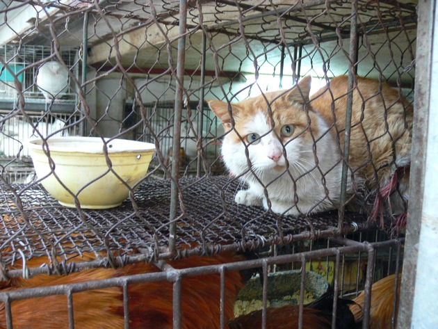 Chinas Landwirtschaftsministerium streicht Hunde und Katzen von Nutztier-Liste: VIER PFOTEN ist positiv überrascht vom Entscheid