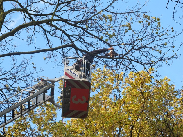 FW-D: Greifvogel verfängt sich in Ast