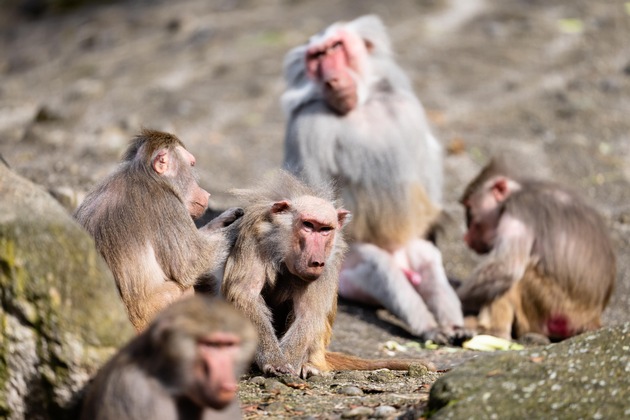 HZA-M: "Tierische" Zollabfertigung in Garching-Hochbrück: 23 Mantelpaviane auf dem Weg nach Bosnien und Algerien