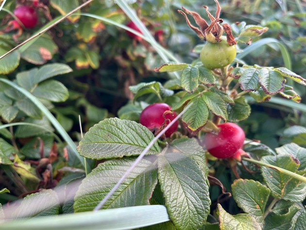 Wilde Früchte