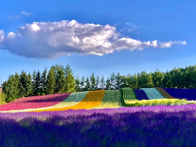 Un délicieux voyage à travers les paysages colorés des vergers japonais