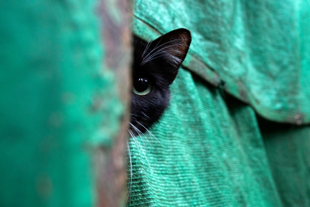 La stérilisation des chats: un geste essentiel pour prévenir la souffrance animale