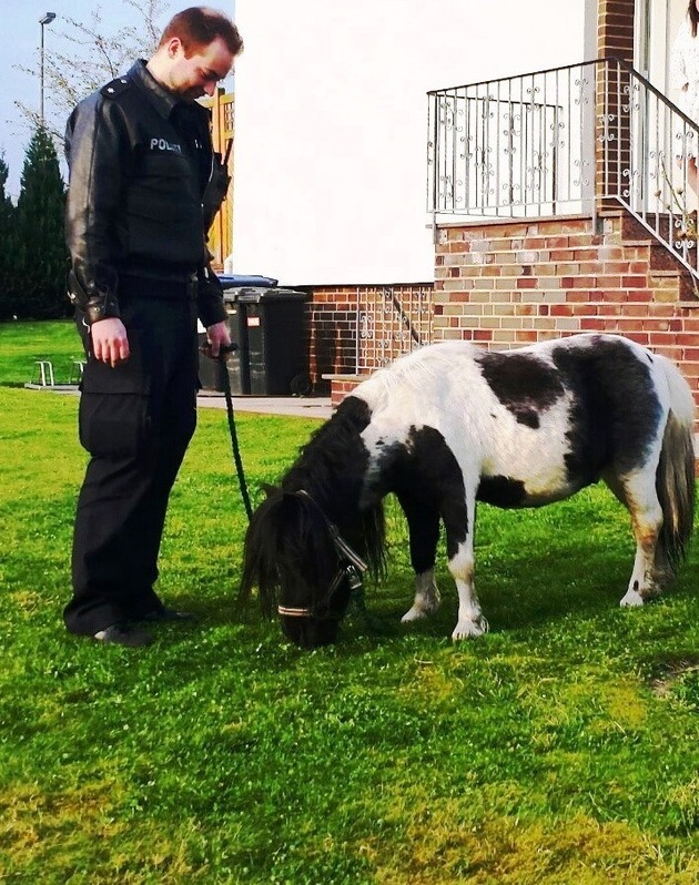 POL-NOM: Shetlandpony auf Streifzug löst Polizeieinsatz aus