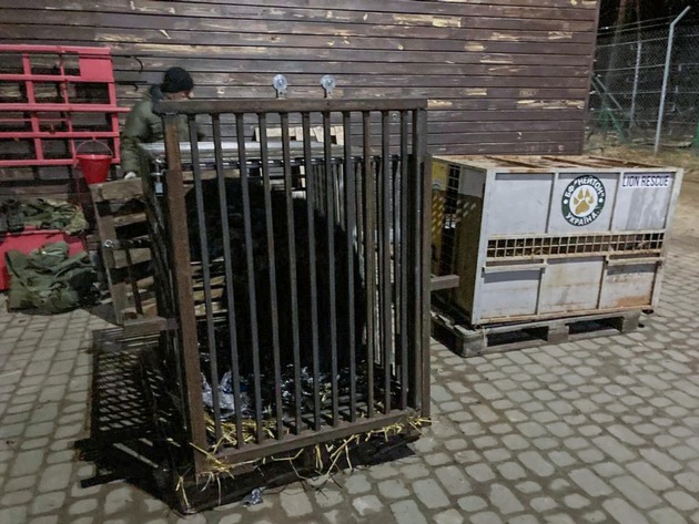 Ukraine: évacuation de cinq ours de Kiev vers le refuge de QUATRE PATTES dans l&#039;ouest du pays