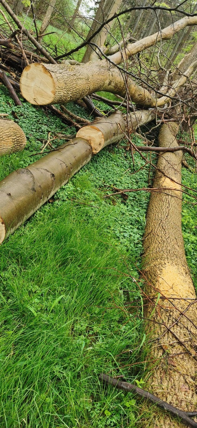 POL-SE: Kummerfeld - Erhebliche Mengen an Holz aus Naturwald unberechtigt entnommen - Polizei sucht Zeugen
