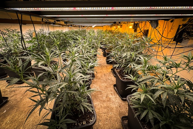 POL-UN: Kamen / Bergkamen - Polizeiaktion in Kamen und Bergkamen: Fünf Festnahmen, Waffen und Cannabisplantage sichergestellt!