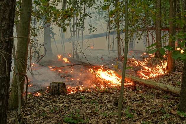 FW Dresden: Waldbrand in der Dresdner Heide