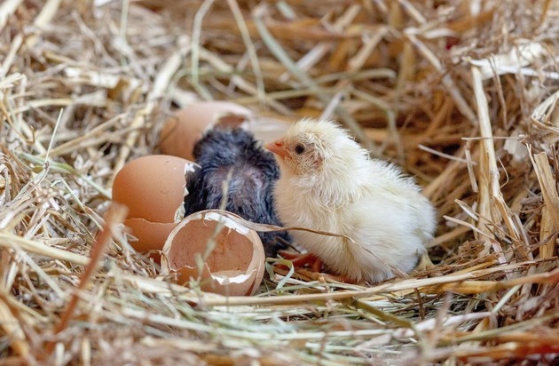 Naturmuseum St. Gallen: Allerlei rund ums Ei: Seit 10 Jahren Publikumsliebling