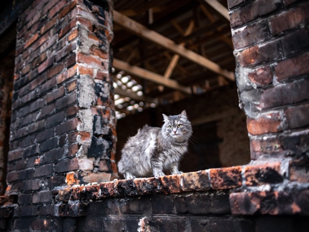 Noch intensivere Tierschutzbemühungen in der Ukraine