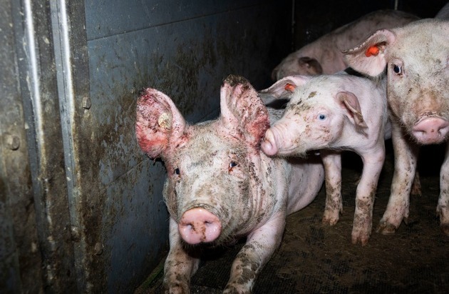 ANINOVA: Nach Aufdeckung von Tierquälerei in 7 Schweinemast-Betrieben: Westfleisch reagiert nicht