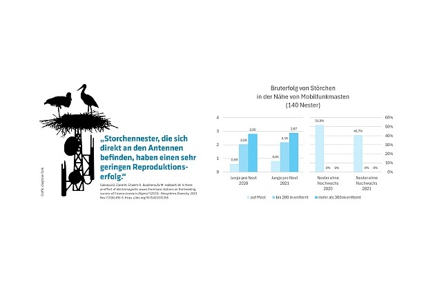 Studie: Storchen-Nachwuchs klapp(er)t nicht in der Nähe von Mobilfunkmasten