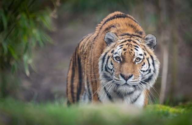 Verband der Zoologischen Gärten (VdZ): Zoos wollen keine Museen für ausgestorbene Tiere werden / Verband der Zoologischen Gärten (VdZ) zur UN-Biodiversitätskonferenz in Kolumbien