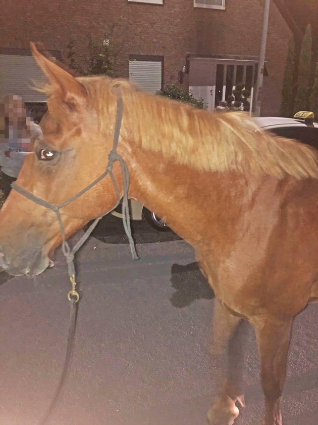 POL-ME: Tierische Einsätze für die Polizei: Gleich zwei freilaufende Pferde gerettet - Hilden / Erkrath / Langenfeld - 2007112