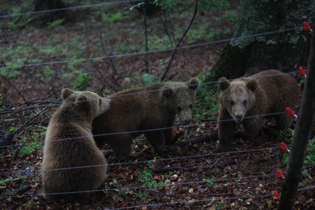 Ein Leben in Freiheit für Ema, Oska und Ron / VIER PFOTEN überstellt die drei konfiszierten Bärenwaisen in den Nationalpark Sharri im südwestlichen Kosovo