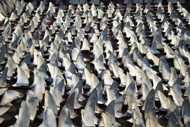 CITES: Wegweisende Entscheidungen zum Schutz bedrohter Haiarten getroffen
