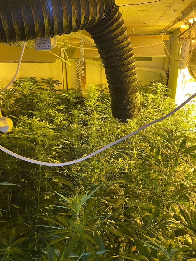 ZOLL-E: Zollfahndung Essen hebt Indoor-Cannabisplantage aus - 180 Cannabispflanzen, 1 kg Marihuana und gestohlene Bienenstöcke sichergestellt - 1 Person vorläufig festgenommen