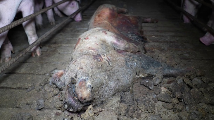 Lidls Schweine-Horror: Kannibalismus, Leid und Verwesung bei spanischem Lidl-Lieferanten