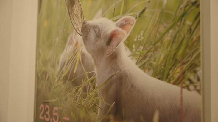 «Man begegnet den Schweinen auf Augenhöhe»