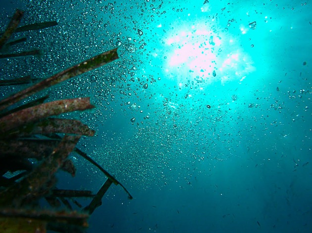 Posidonia – das grüne Herz des Mittelmeers