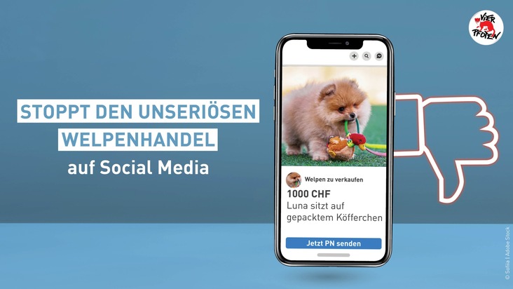 Der grausame Welpenhandel auf Facebook und Instagram boomt