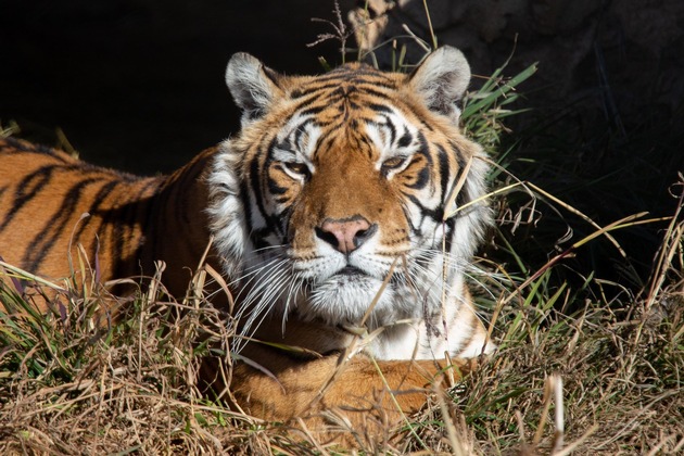 Tigres et wagon: retour sur l&#039;incroyable épopée de quatre tigres argentins