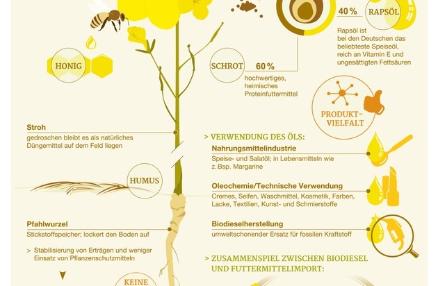 OVID Verband der ölsaatenverarbeitenden Industrie in Deutschland e. V.: Infografik: Raps - nachhaltig von Kopf bis Fuß / Die Ernte ist in vollem Gange: wichtige Fakten über das wahre Multitalent Raps (FOTO)