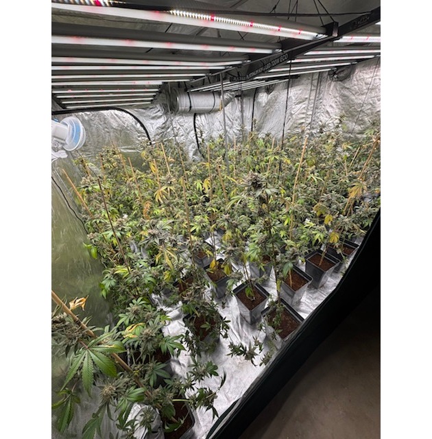 POL-HK: Walsrode: Brand am Amtsgericht; Soltau: Alkoholisiert mit Strauch und Hecke kollidiert; Munster: Cannabis-Indoor-Plantage (FOTO); Schneverdingen: Gefährdung durch Überholmanöver