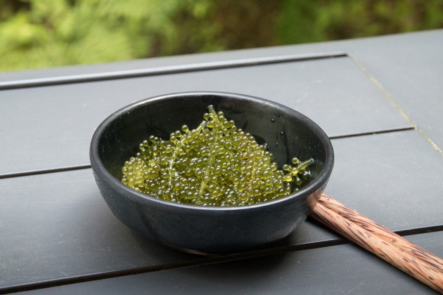 Meer auf dem Teller: Fünf essbare Makroalgen im Vergleich