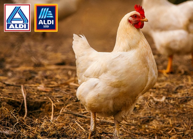 ALDI setzt sich für mehr Tierwohl in der Hühnerhaltung ein