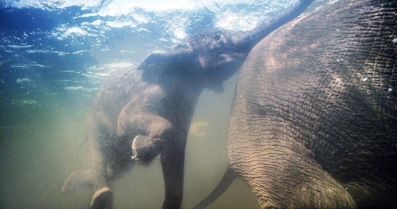 Wunderbare Liebeserklärung an die Natur: AFRIKA - DAS MAGISCHE KÖNIGREICH ab 05.03.2015 im Kino