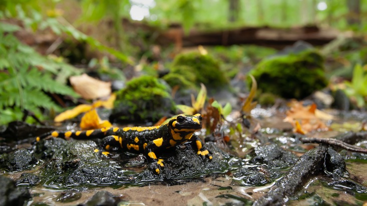 Engagiert für die Rettung des Feuersalamanders - Tagung des vom HLNUG geförderten Feuersalamander-Artenschutzprojekts an der JLU am 1. November 2025