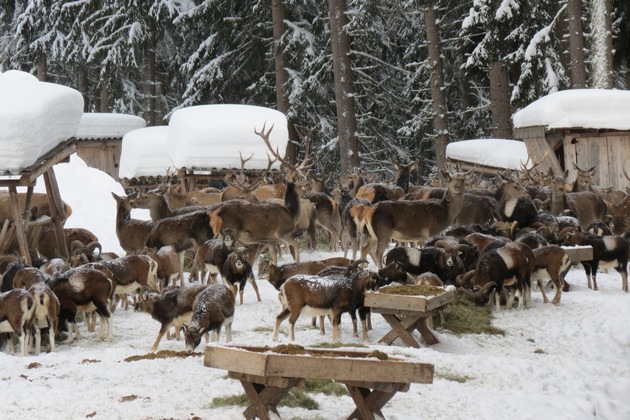 Audienz beim König der Wälder in Zell am See-Kaprun - VIDEO/BILD