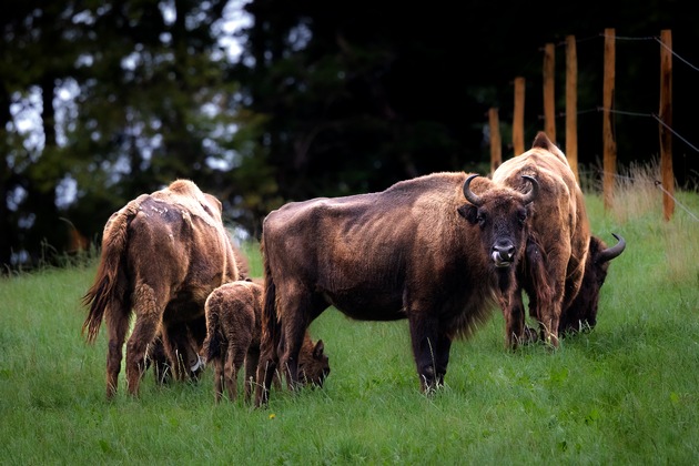 Réintroduction de bisons d&#039;Europe dans le Jura soleurois