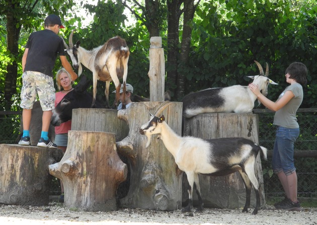 Der Tierschutz von morgen liegt in den Händen der Jugend / Zürcher Tierschutz mit neuem Jugendprogramm