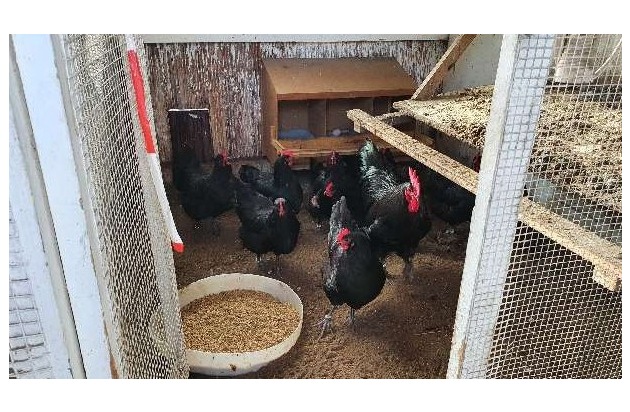 POL-CE: Bergen - Teure Zuchthühner gestohlen
