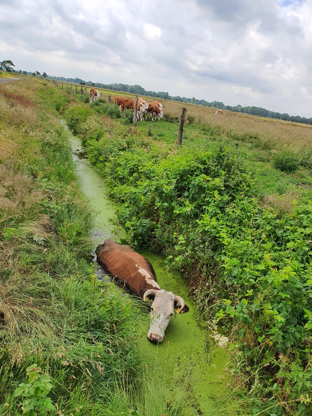 FFW Schiffdorf: Kuh steckt im Graben fest