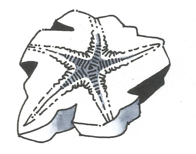 Kinder-Workshop &quot;Von vergangenen Zeiten&quot; im Naturmuseum SO