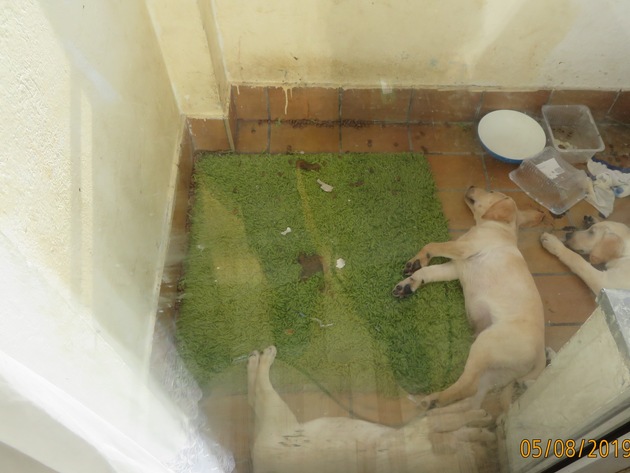 POL-DO: Nicht artgerechte Hundehaltung - Polizei schreitet nach Zeugenhinweis ein