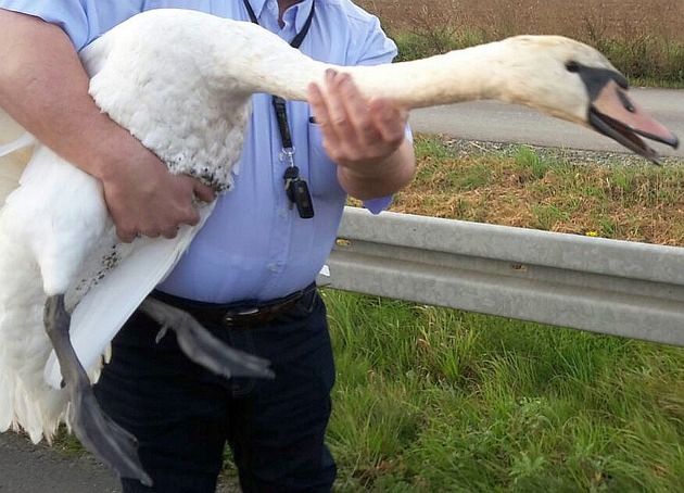 POL-F: 170927 - 1057 Bundesautobahn 661: Mein lieber Schwan...