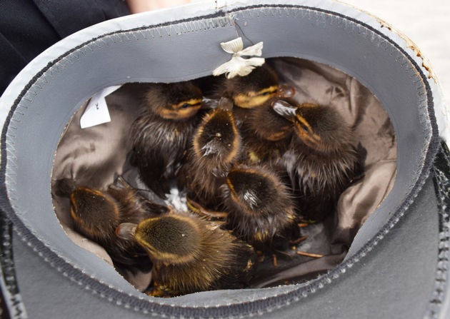 POL-H: Tiere auf Abwegen - Polizei rettet Entenküken und Falken
