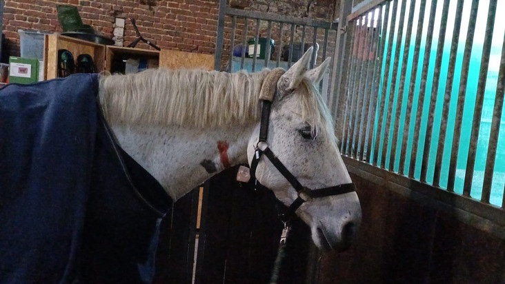 FW Datteln: Pferd "Pirat" versucht Flucht durch Stallfenster