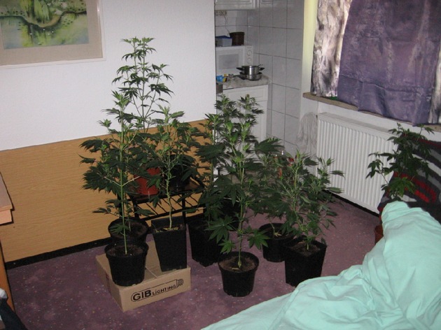 POL-GOE: (987/2008) Reger Besuch und abgedunkeltes Fenster - Hanfpflanzen von Polizei in Göttinger Wohnung aufgefunden und beschlagnahmt
