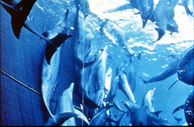 MSC-Label bald für delfintödlich gefangenen Thunfisch?