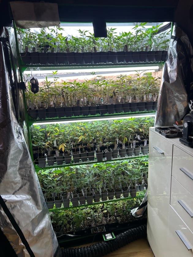 ZOLL-S: Zoll entdeckt illegale Marihuana-Plantage und nimmt zwei Tatverd&auml;chtige fest / Rund 700 Pflanzen (davon 400 Stecklinge)und 30 Kilogramm verkaufsfertiges Marihuana in einer Privatwohnung sichergestellt