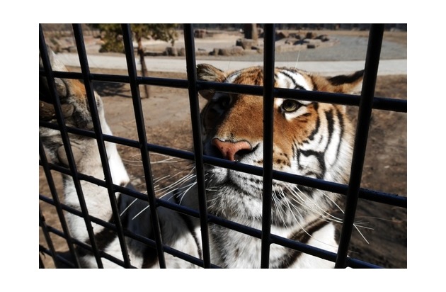 Wie die Tiger Mafia in Asien und Europa mit gefährdeten Grosskatzen handelt
