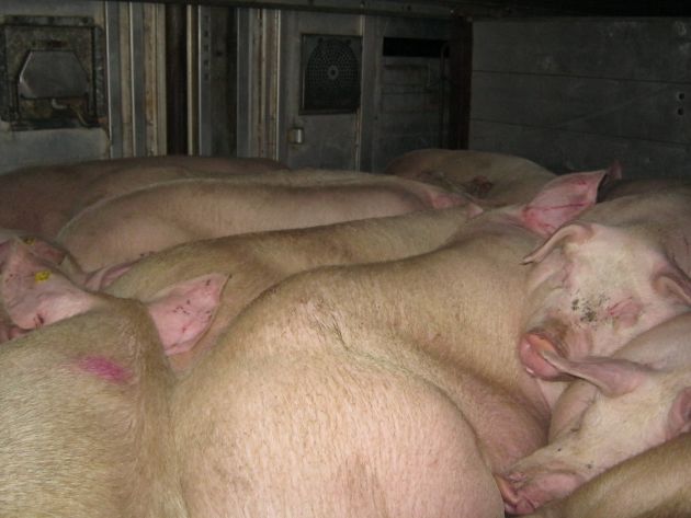 POL-WL: Wieder überladener Schweinetransport gestoppt