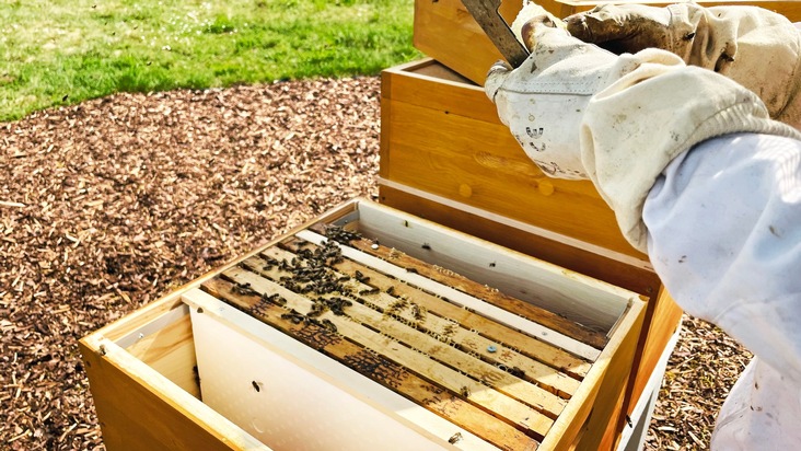 Die Kaufland „Azubees“ vom Fleischwerk in Heilbronn: Azubi-Projekt mit 250.000 Bienen